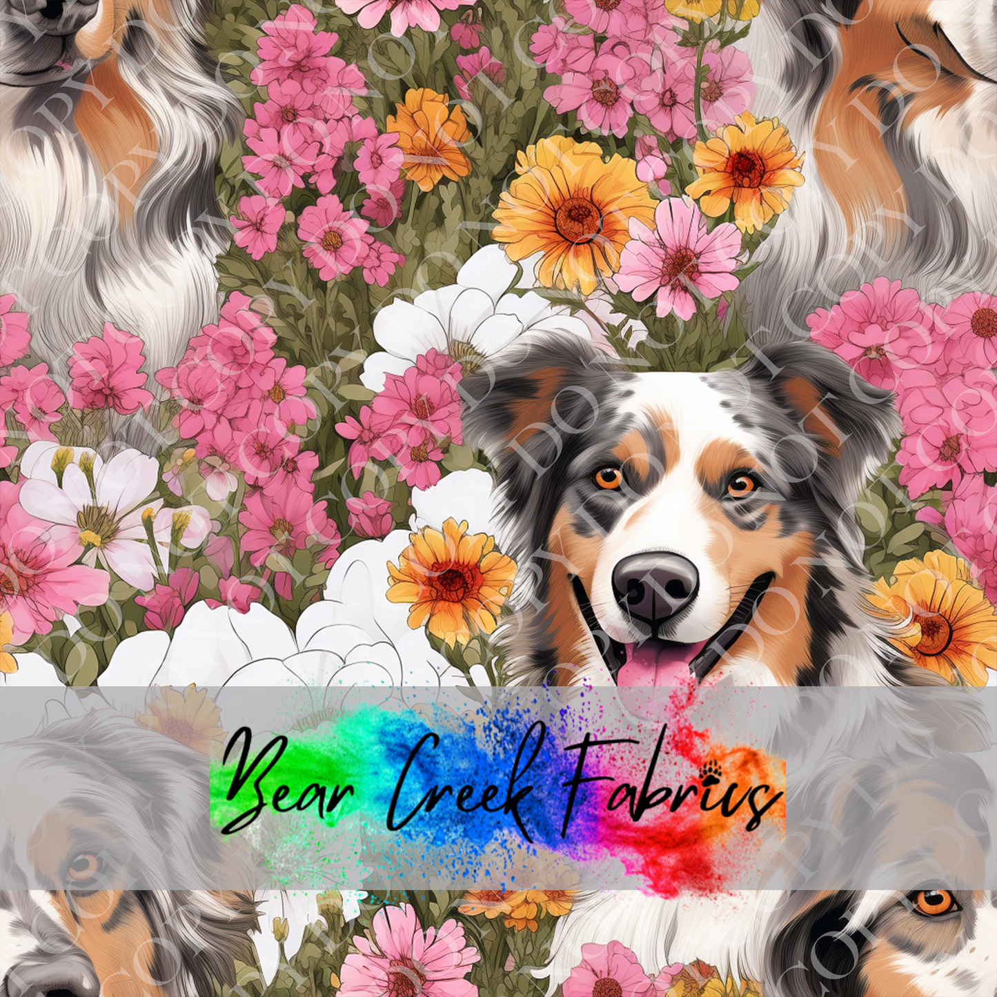 Australian Shepherds